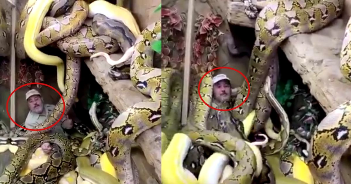 http://www.meranews.com/backend/main_imgs/CaliforniaReptileZooMan_california-reptile-zoo-man-sits-in-area-surrounded-by-snakes-bunch-fall-video_0.jpg?11