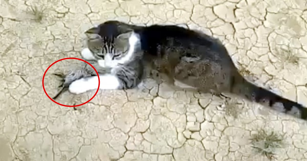 http://www.meranews.com/backend/main_imgs/Cat-birdvideo_april-fool-2021-cat-bird-video-viral-video-cat-catch-bird-cat-funny-video_0.jpg?8