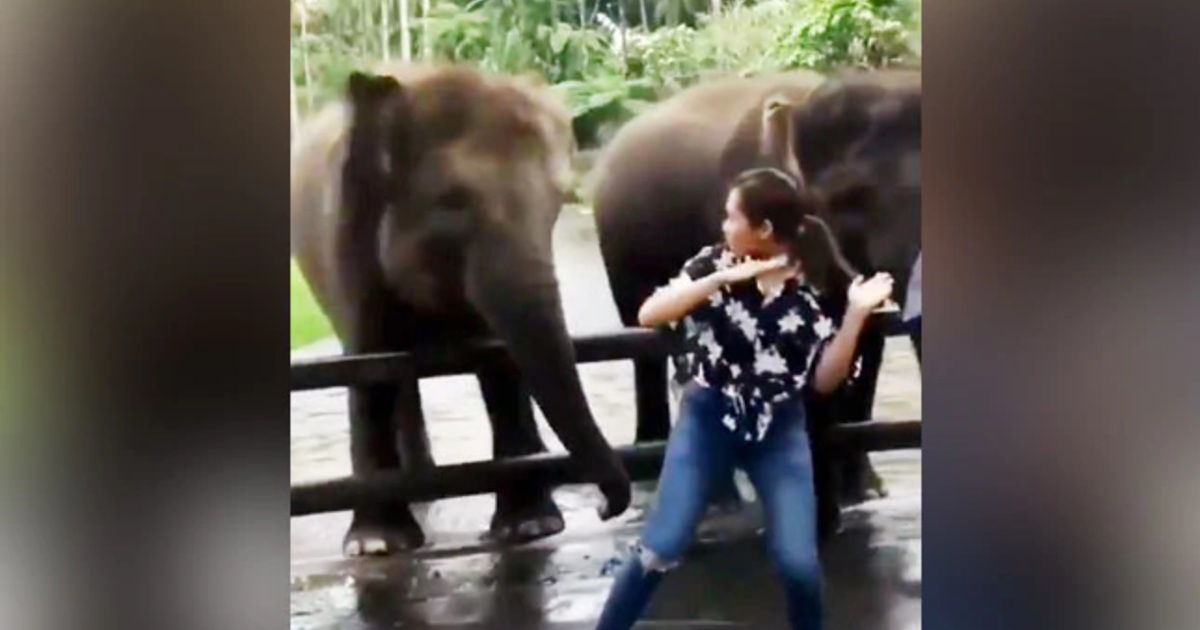 http://www.meranews.com/backend/main_imgs/ElephantsDance_elephants-dance-with-woman-ips-gives-hilarious-reaction-see-video_0.jpg?75