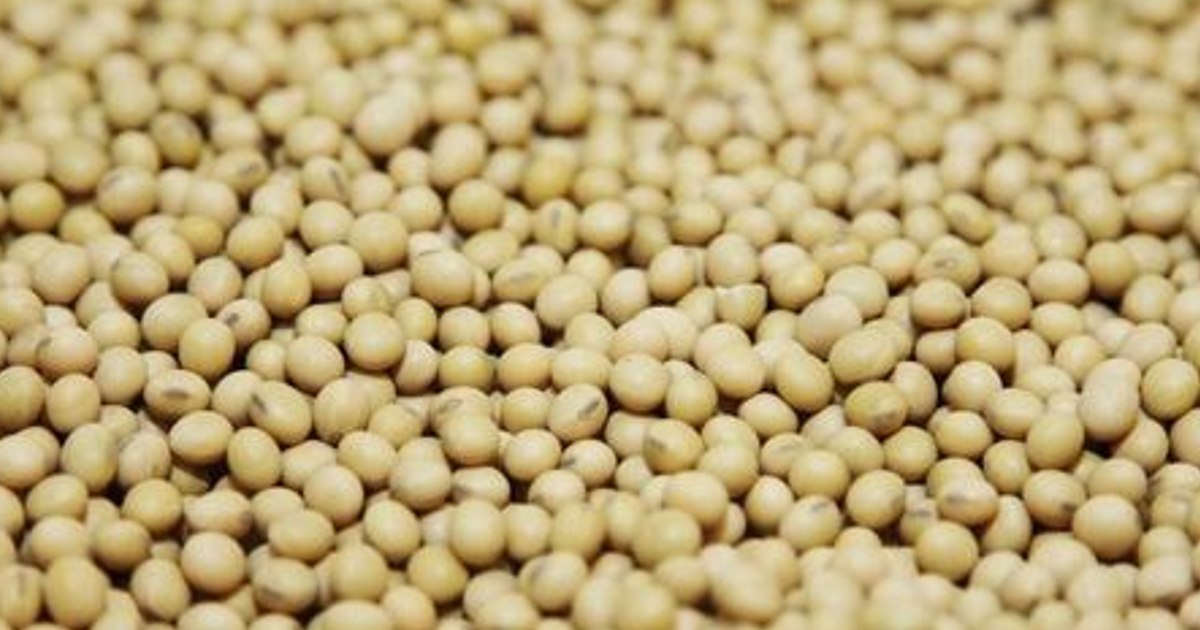 http://www.meranews.com/backend/main_imgs/Soybeans(1)_soybeans-commodity-biden-jinping-business-news-latest-news_0.jpg?79