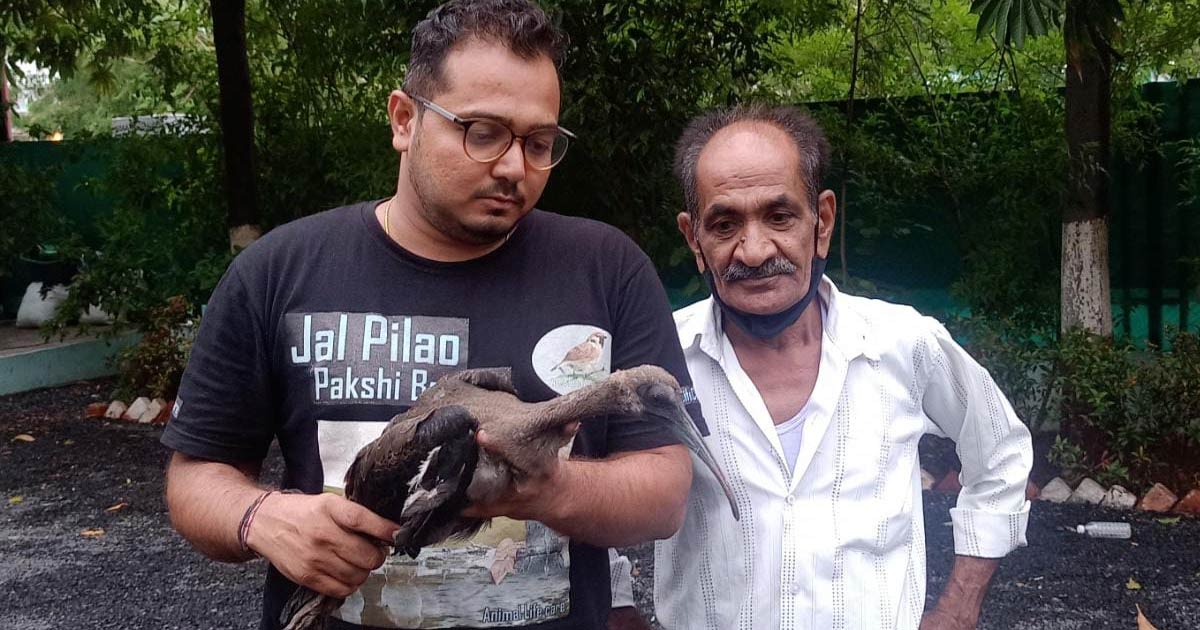 http://www.meranews.com/backend/main_imgs/animal_injured-bird-was-rescued-in-ranip-area-in-ahmedabad_0.jpg?13