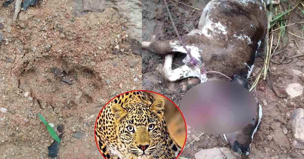 http://www.meranews.com/backend/main_imgs/leopard_bhiloda-leopard-attacked-on-dog-and-calf-peoples-are-afrai_0.jpg?54