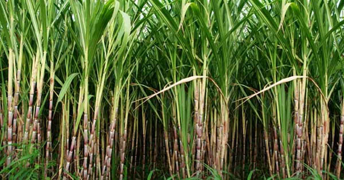 http://www.meranews.com/backend/main_imgs/sugarcane_economic-losses-to-farmers-by-falling-below-sugarcane-prices_0.jpg?11
